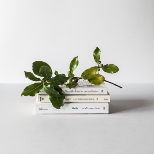 Small leafy branch on light gray minimalist surface